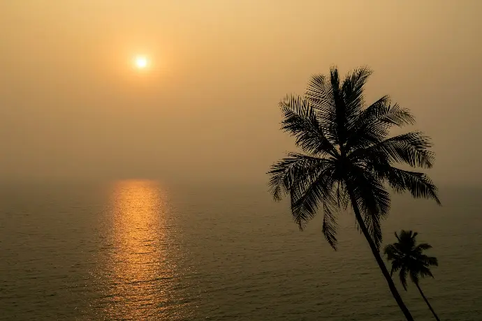 the sun is setting over the ocean with a palm tree in the foreground